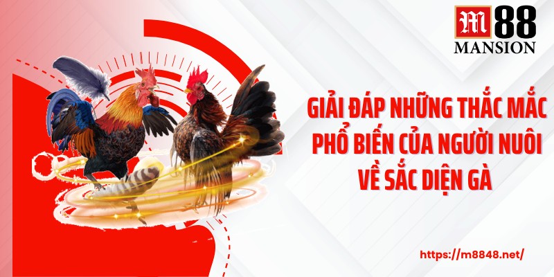 Giải đáp những thắc mắc phổ biến của người nuôi về sắc diện gà
