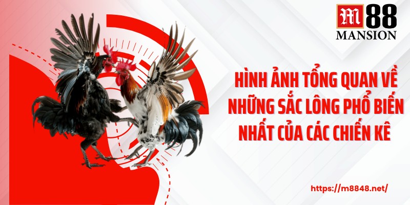 Hình ảnh tổng quan về những sắc lông phổ biến nhất của các chiến kê